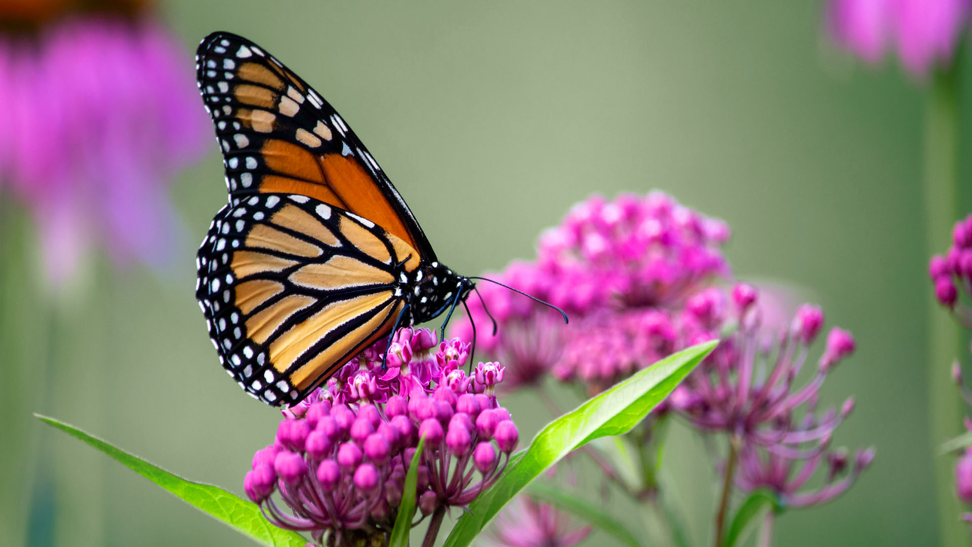 Illustration de la thérapie Gestalt - ici et maintenant